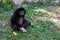 Black handed gibbon sitting on ground looking into distance