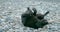 black happy dog lies on a pebble at the seaside