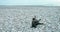 black happy dog lies on a pebble at the seaside