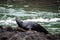 Black harbor seal at Yaquina head