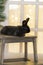 A black hare lies on a chair against the background of a Christmas tree