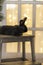 A black hare lies on a chair against the background of a Christmas tree