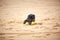 Black havanese dog playing on the beach