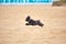Black havanese dog playing on the beach