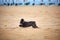 Black havanese dog playing on the beach