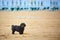 Black havanese dog playing on the beach