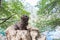 Black havanese dog sitting on stone in front of lake
