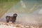 Black havanese dog standing in lake