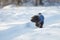 Black havanese dog walking in the snow