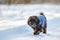 Black havanese dog walking in the snow