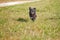 Black havanese dogs running on grass