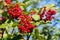 Black Haw producing lots of red berries in late summer