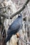 Black Hawk Eagle Perched on Branch