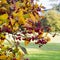 Black hawthorn branch with leaves and red fruit - Crataegus doug