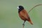 black head and brown feathers bird calmly perching on curve branch with fuffly feathers, chestnut munia