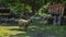 Black head flock of sheeps in farm