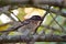 Black Head Grosbeak on Tree Branch 08