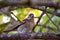 Black Head Grosbeak on Tree Branch 09