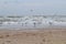 Black head gull Larus ridibundus and common gull Larus canus near the waves on the Black sea walk along the sand in