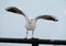 Black head gull about to take off.