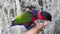 black head parrot perched on someone\'s hand and playing with fingernails. old wall background