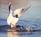 Black-head seagull above water