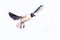 Black-head seagull flight