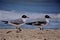 Black Head Seagulls walking on the beach
