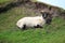 Black head sheep grazing on a green hill