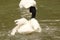 Black head swan