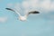 The black-headed adult gull in winter plumage on the Baltic Sea.