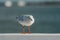 The black-headed adult gull in winter plumage on a pier fence on the Baltic Sea