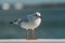 The black-headed adult gull in winter plumage on a pier fence on the Baltic Sea