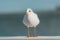 The black-headed adult gull in winter plumage on a pier fence on the Baltic Sea