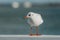 The black-headed adult gull in winter plumage on a pier fence on the Baltic Sea