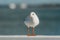 The black-headed adult gull in winter plumage on a pier fence on the Baltic Sea