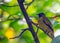 Black-headed Bulbul (Pycnonotus atriceps): Avian Elegance in Asian Woodlands