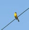 Black-headed Bunting