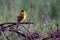 Black headed Bunting or Emberiza melanocephala