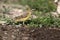 Black-headed bunting, Emberiza melanocephala