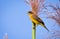 Black-headed bunting perched on field