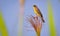 Black-headed bunting perched on field