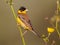 Black headed Bunting perched in herb