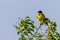 Black headed bunting singing, perched in a bush, against blue sky
