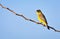 Black-headed bunting sitting on dry branch