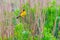 Black-headed Bunting. Yellow bird with black head sitting on a branch