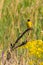 Black-headed Bunting. Yellow bird with black head sitting on a branch