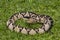 Black-headed bushmaster, Lachesis melanocephala is the largest poisonous snake in Costa Rica and endemic to the country