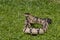 Black-headed bushmaster, Lachesis melanocephala is the largest poisonous snake in Costa Rica and endemic to the country