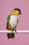 Black headed caique bird looking at the side on a pink background with space for copy in a vertical image